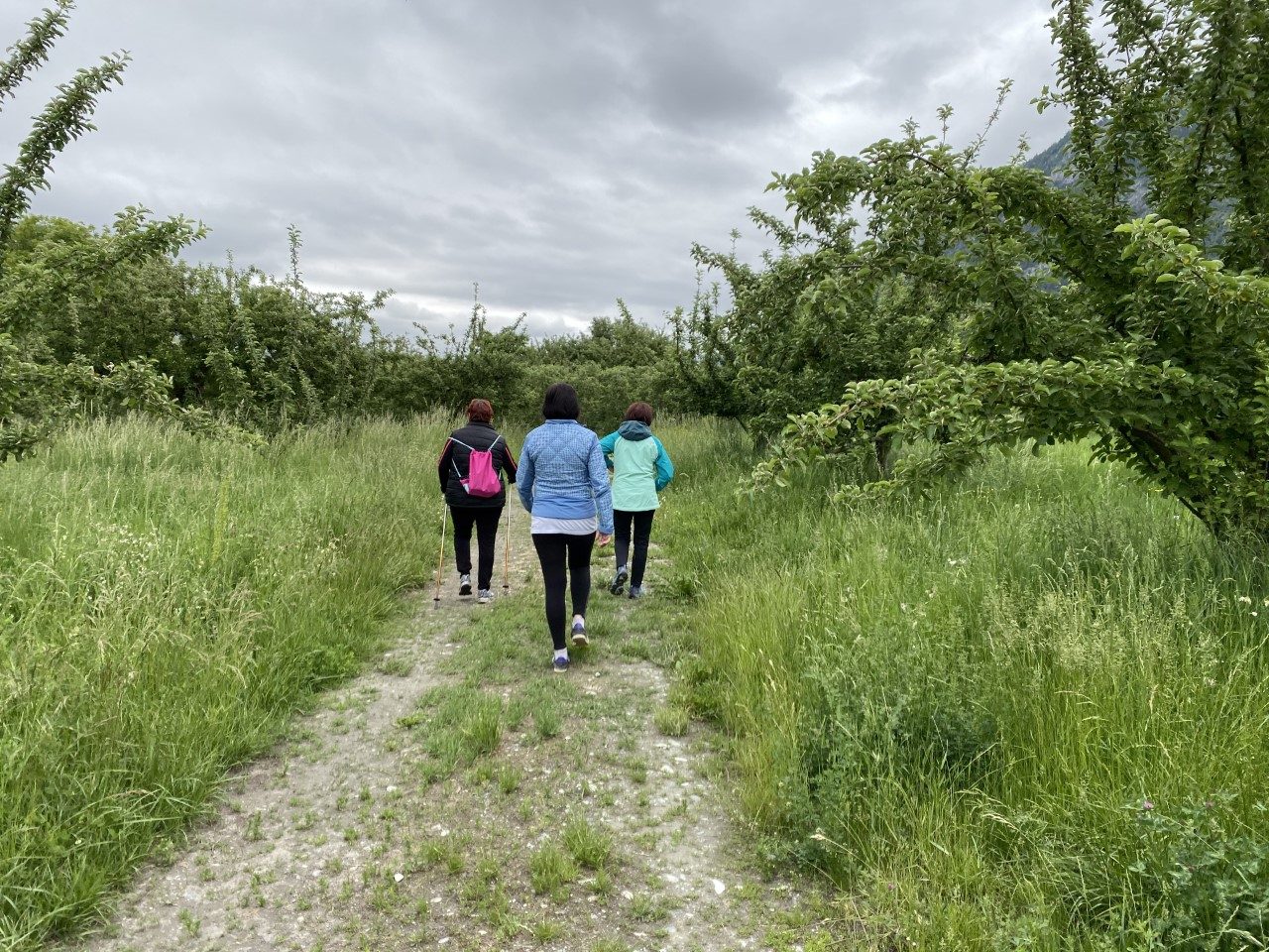 Trois personnes marchent de dos sur un chemin herbeux, entre des arbres fruitiers